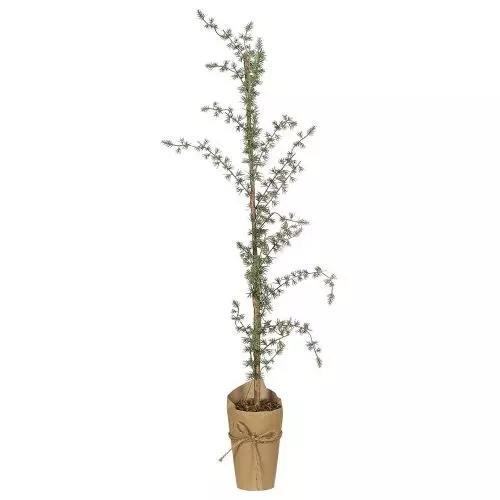 Cedertræ i potte - 95cm