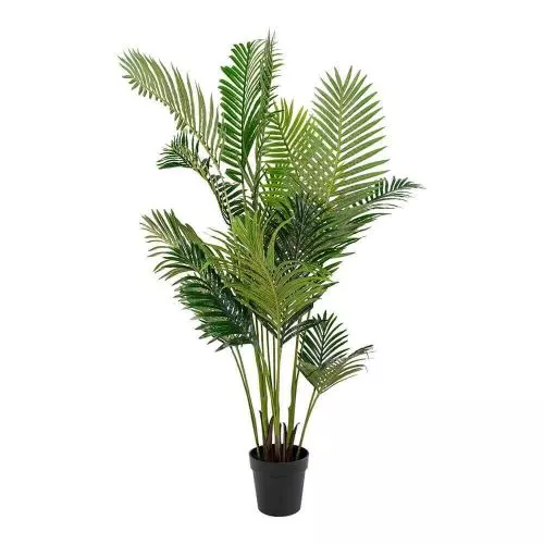 Areca Palme - 175cm