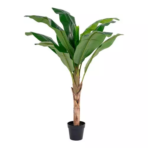 Evigheds Banan Palme - 150cm