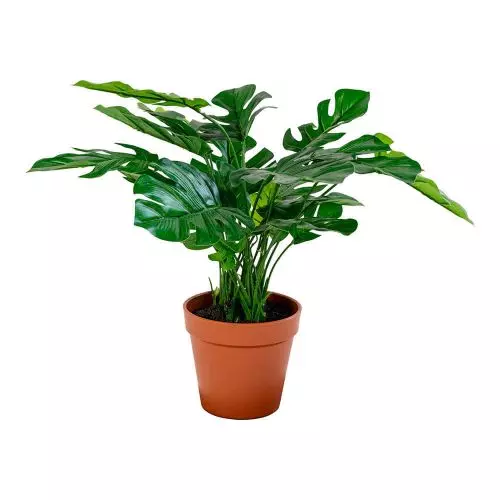 Evigheds Monstera - 45cm