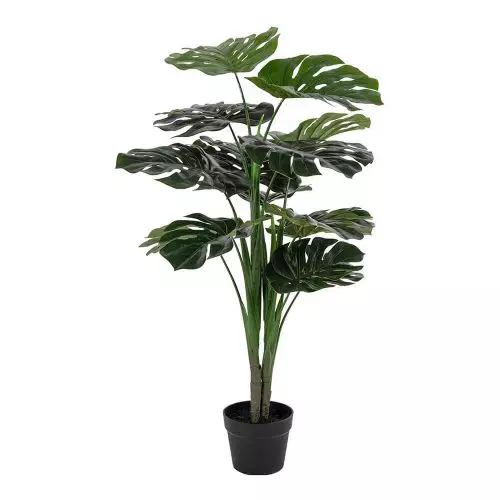 Evigheds Monstera - 90cm