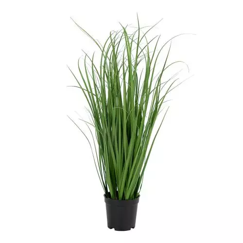 Evigheds Poa Grass - 68cm