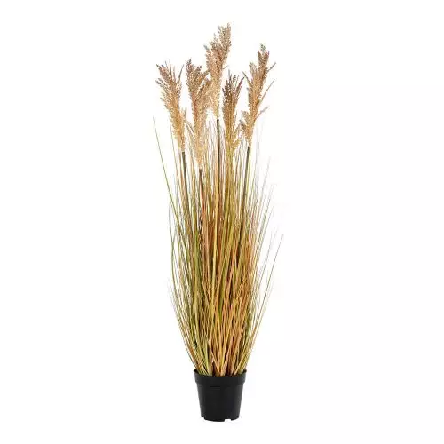 Evigheds Sorghum Grass - 110cm