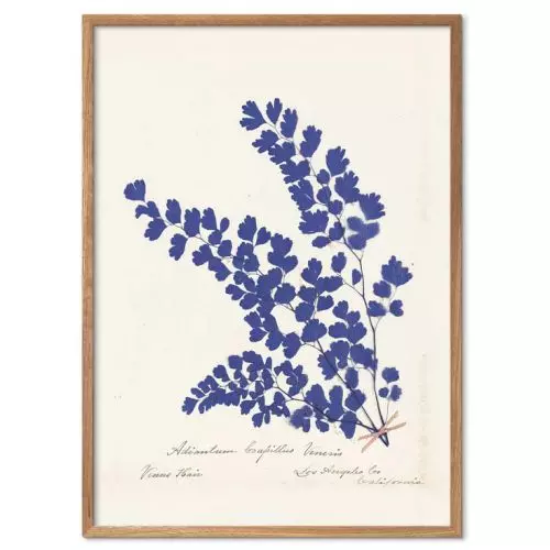 Wild Apple - Botanical Fern III Blue