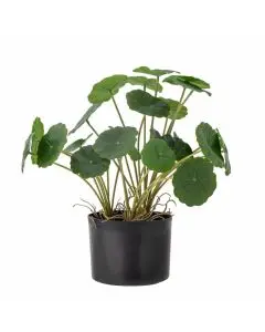 Evighedsplante Copper - Grøn