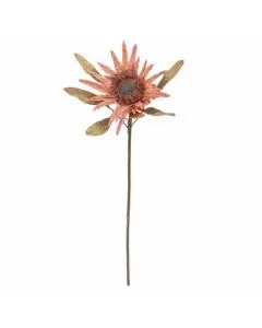 Evighedsblomst Poppy 110cm - Natur