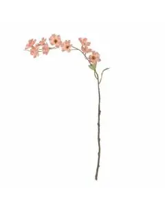 Evighedsblomst Wild Cherry Stilk, Rosa H90cm