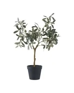 Evigheds Oliventræ 61 cm høj