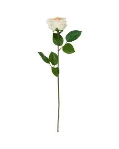 Evighedsblomst hvide/orange knopper