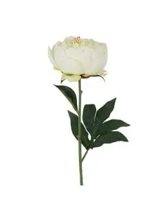 Evighedsblomst Peony Sart Rosa H56cm