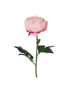 Evighedsblomst Peony Sart Rosa H56cm