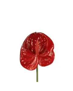 Evigheds Protea Grøn H71cm