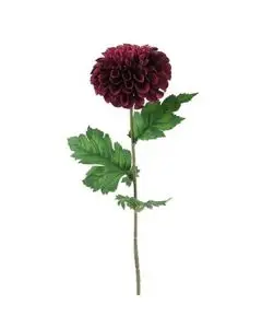 Evighedsblomst Dahlia mørke lilla 75cm