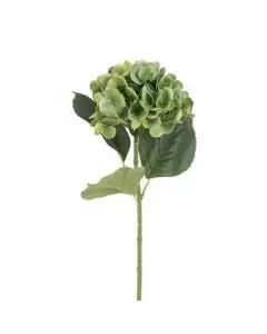 Evighedsblomst Hortensia Grøn H65cm