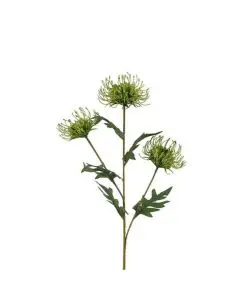 Evigheds Protea Grøn H71cm
