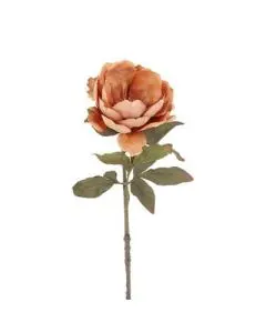 Evighedsblomst Peony Kamel H56cm