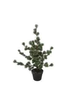 Evigheds Ceder Træ Støvet Grå i Potte H79cm