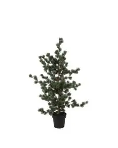 Evigheds Ceder Træ Støvet Grå i Potte H119cm