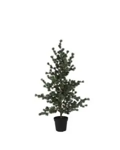 Evigheds Ceder Træ Støvet Grå i Potte H157cm