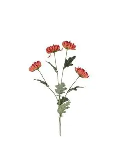 Evighedsblomst Chrysanthemum Lys Bordeaux - H83cm