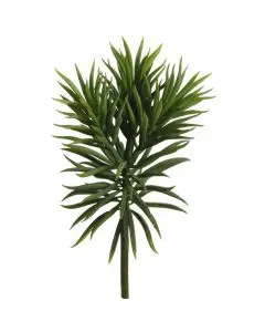 Evigheds Crassula H20cm