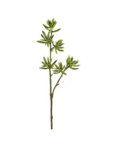 Evigheds-Crassula-gren-h49cm