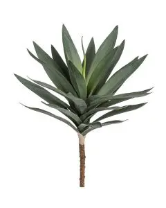 Evigheds Crassula gren H30cm