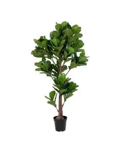 Fiddle Violinfigen Plante - 190cm