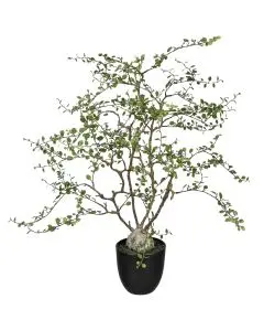 Evighedsplante Muhlenbeckia pletter i luften i potte - H91cm