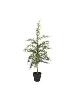 Evigheds Cypress i Potte Grøn H74cm