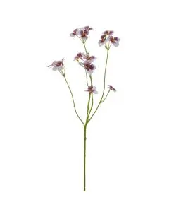 Evighedsblomst Scabiosa H75cm - Lilla