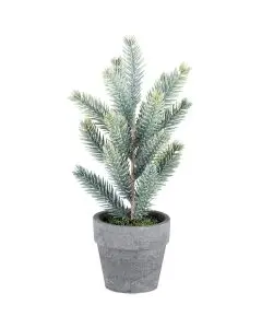 Grantræ i potte 19cm