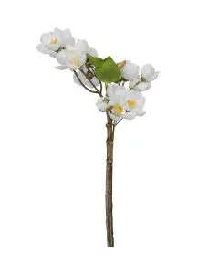 Evigheds Oliventræ 61 cm høj