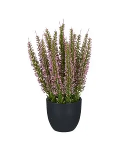 Evighedsplante Lyng i Potte Rosa H23cm