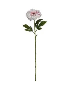 Evighedsblomst Zinnia rosa 63cm