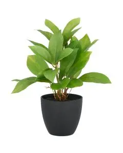 Evigheds Epipremnum i potte 24cm