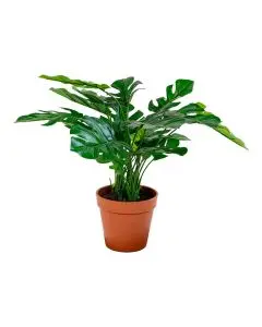 Evigheds Monstera - 45cm