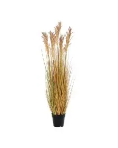 Evigheds Sorghum Grass - 110cm