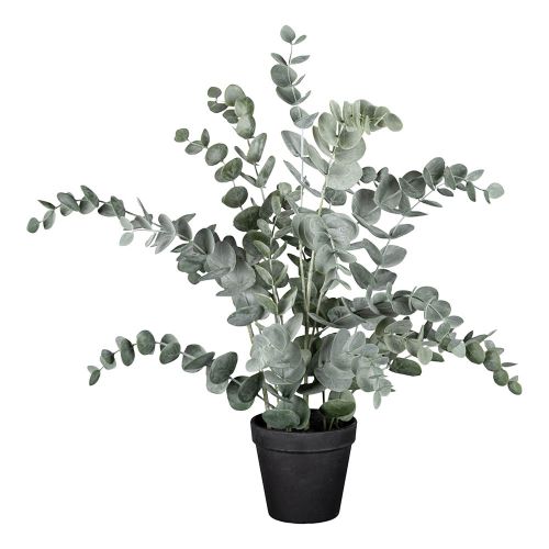 Evigheds Eucalyptus støvet grøn i potte 50 cm