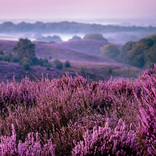 Ambiente Frokostserviet 3-lags 20stk - Heather Moorlands