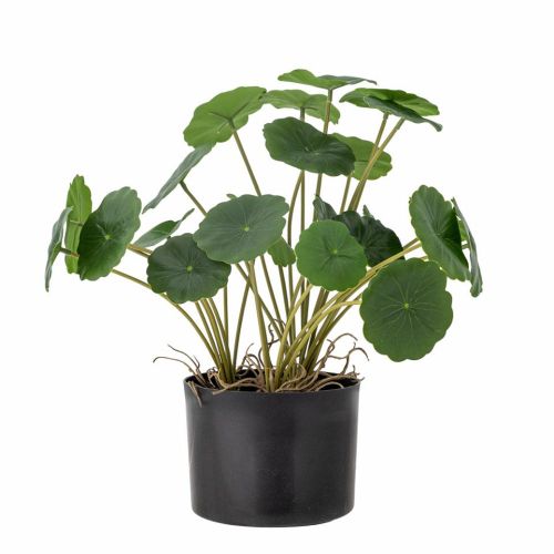 Evighedsplante Copper - Grøn