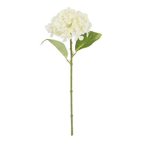 Evigheds Hortensia hvid 40 cm