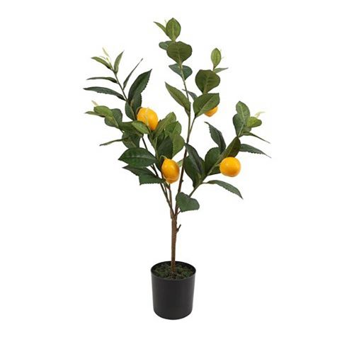  Evigheds citrontræ i potte h 61 cm