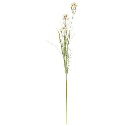 Evighedsblomst hvide/orange knopper