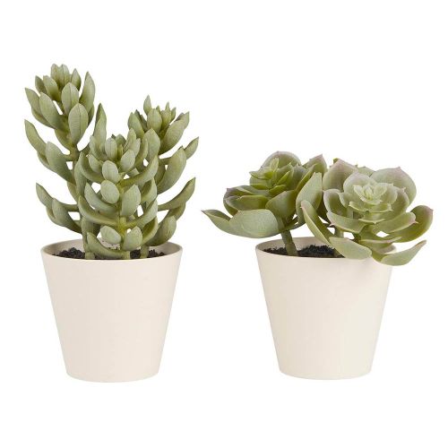Sukkulent i potte sedum og echeveria - assorteret