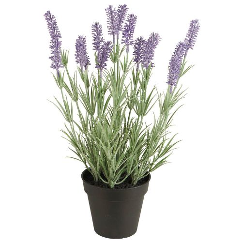Lavendel i potte