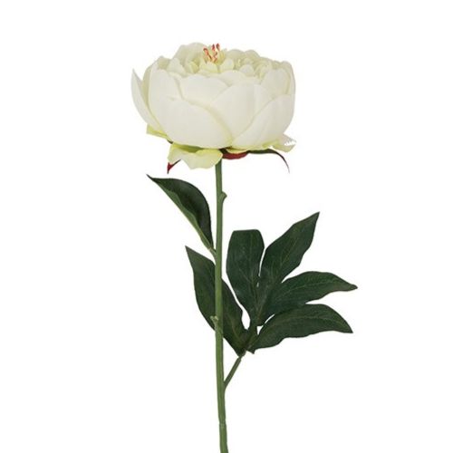 Evighedsblomst Peony Hvid H48cm