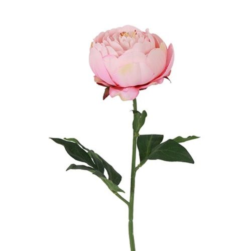 
Evighedsblomst Peony Lys Rosa H48cm
