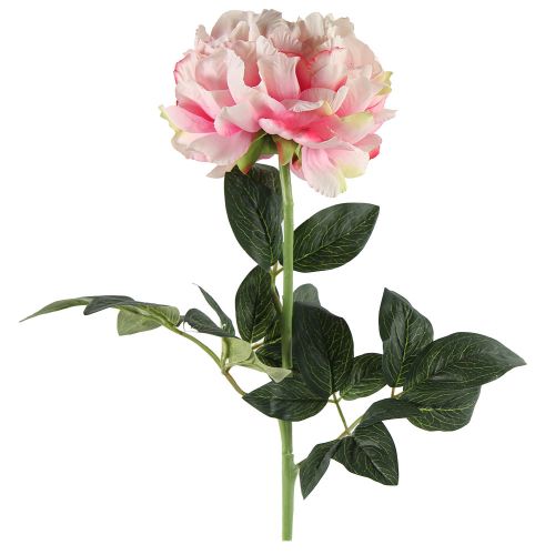 Evigheds Peony rosa 70cm