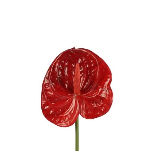 Evigheds Anthurium Rød H50cm